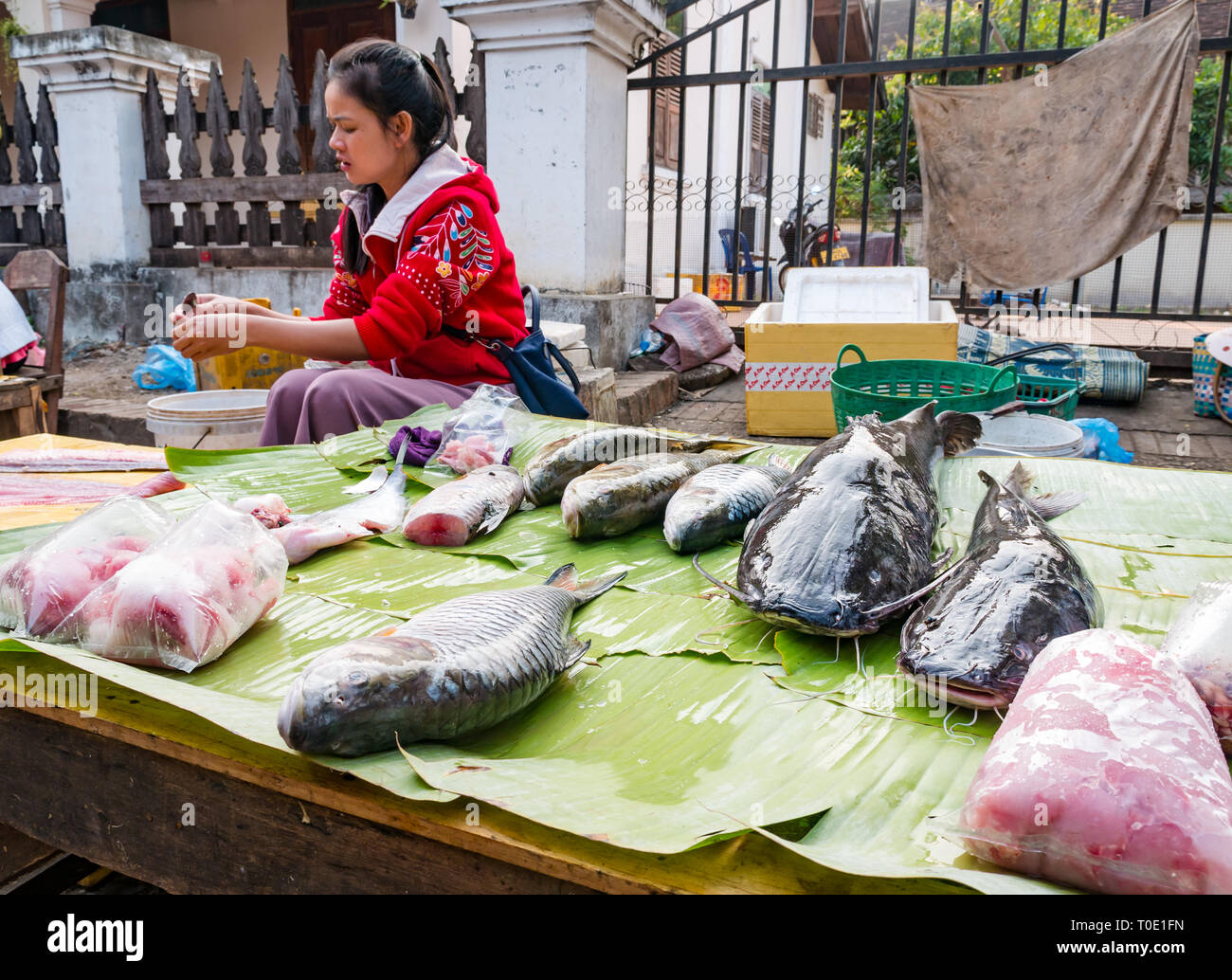 Frau Verkauf von Fischen, einschließlich Wels am Marktstand, morgen Street Food Market, Luang Prabang, Laos, Se Asien Stockfoto