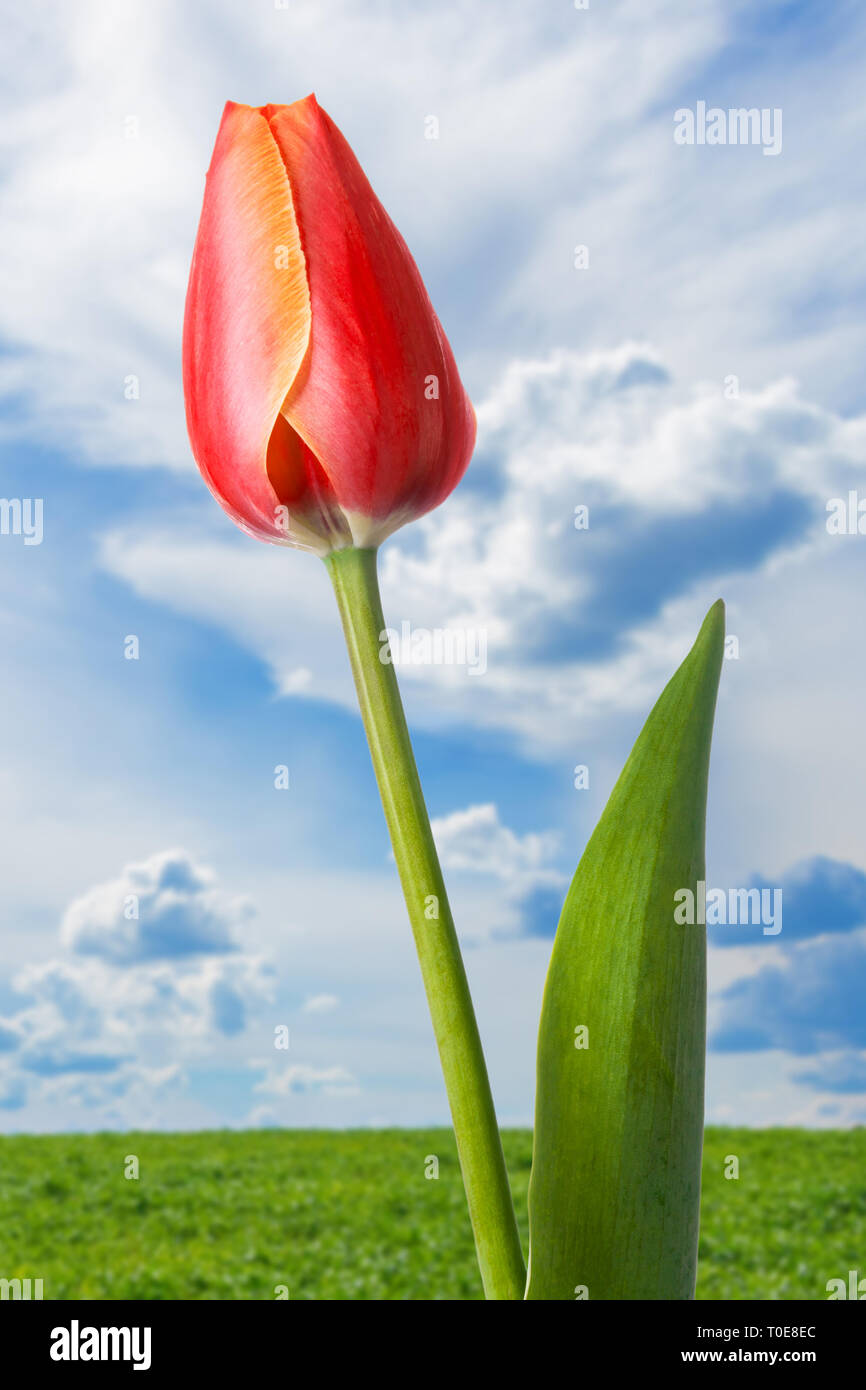 Schöne single Tulip gegen eine grüne Wiese und blauer Himmel mit Wolken Stockfoto