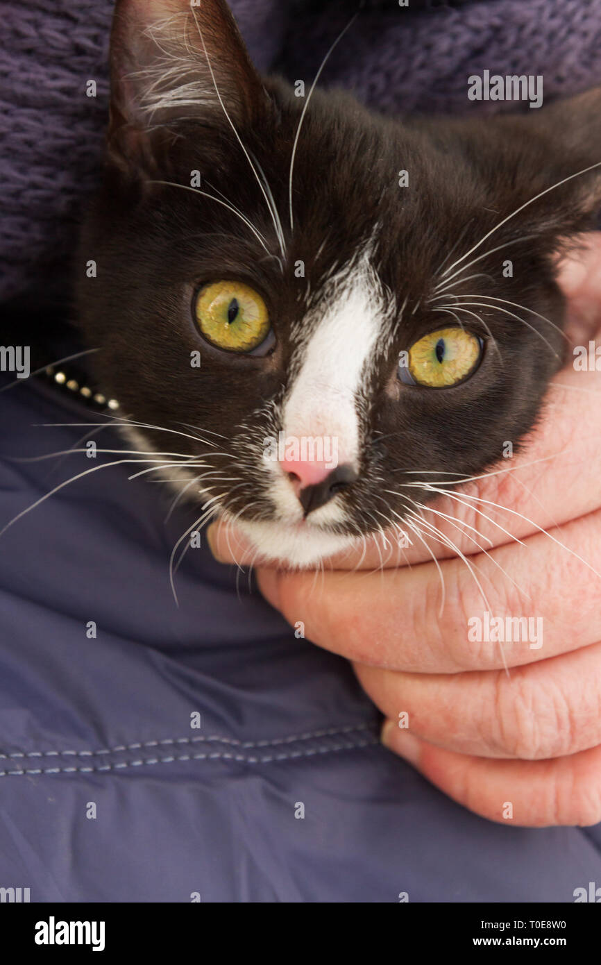 Schwarze und weiße junge Katze sitzt auf seinen Händen unter seiner Jacke Stockfoto