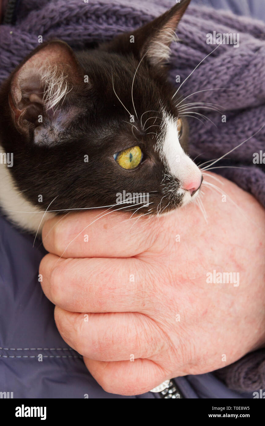 Schwarze und weiße junge Katze sitzt auf seinen Händen unter seiner Jacke Stockfoto