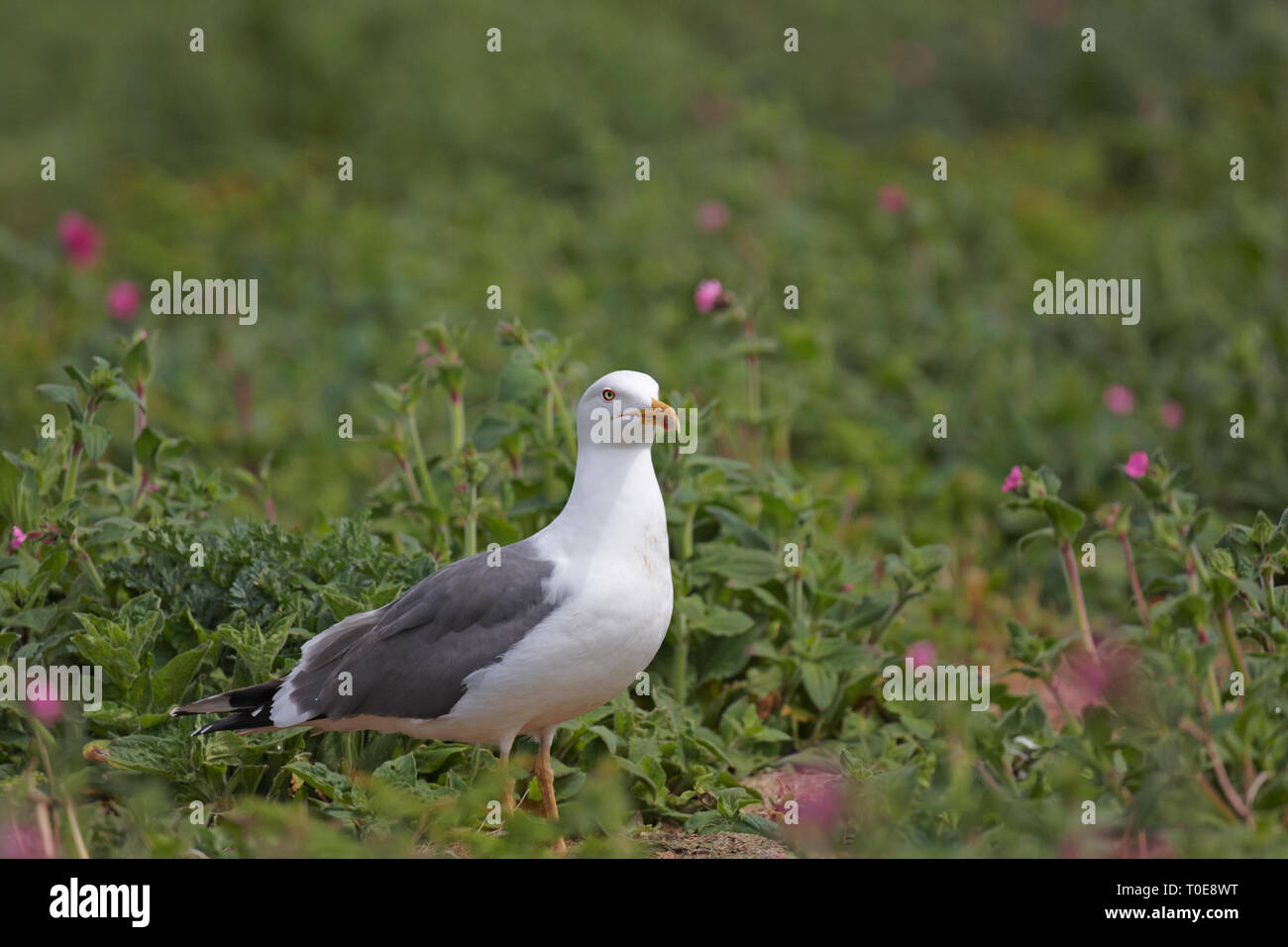 Ein geringerer Schwarz backed Gull, Larus fuscus. ruht auf der Insel Skomer. Stockfoto