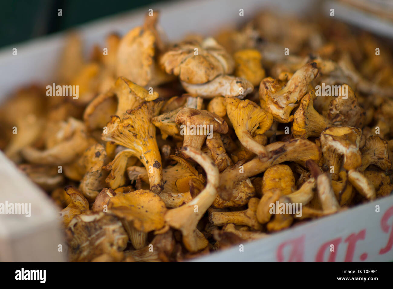 Close-up gelb golden Pfifferlinge (Cantharellus Cibarius), auch genannt frische Pfifferlinge Stockfoto