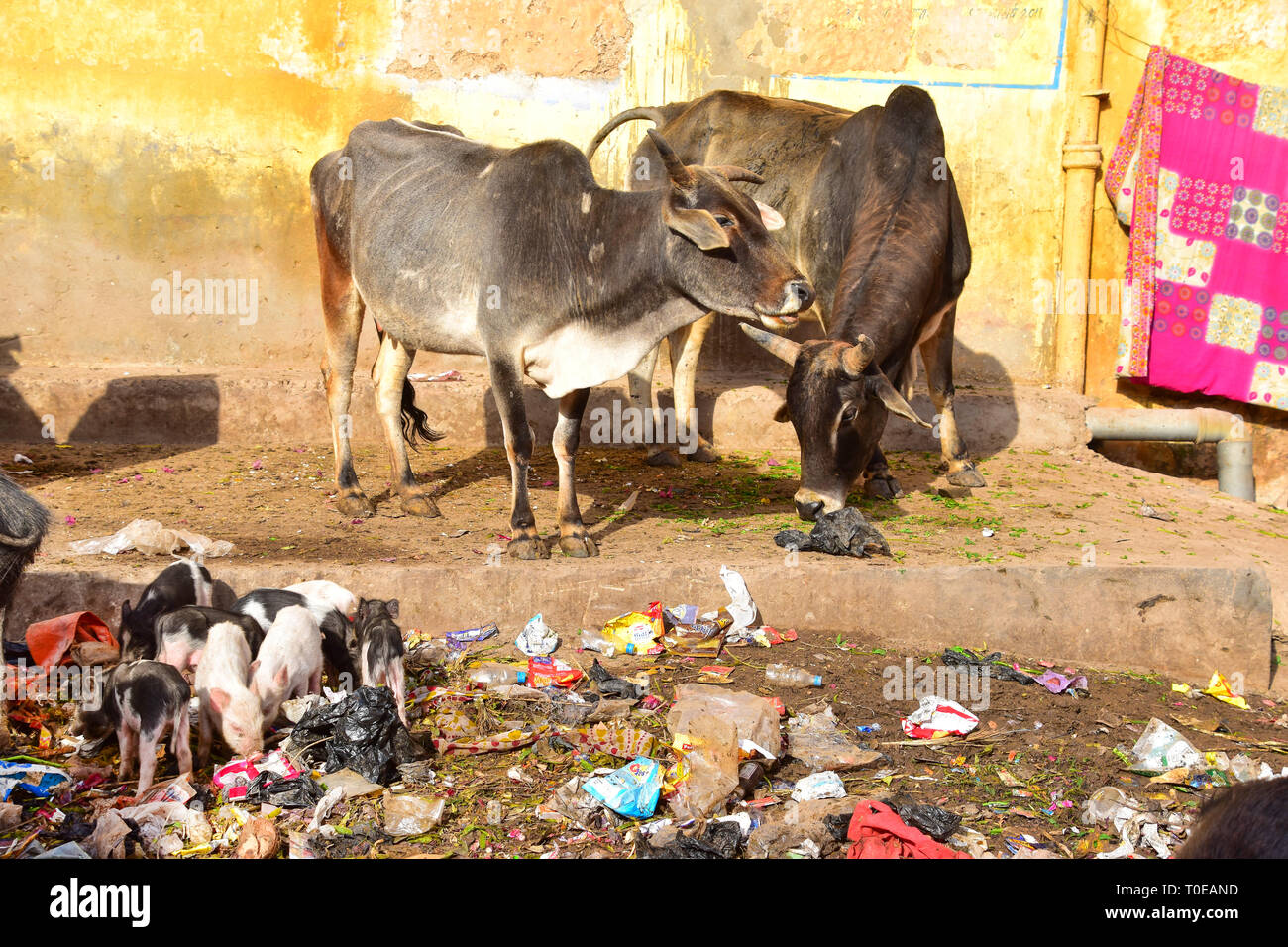 Kühe, Ferkel, Müll, Dreck, Bundi, Rajasthan, Indien Stockfoto
