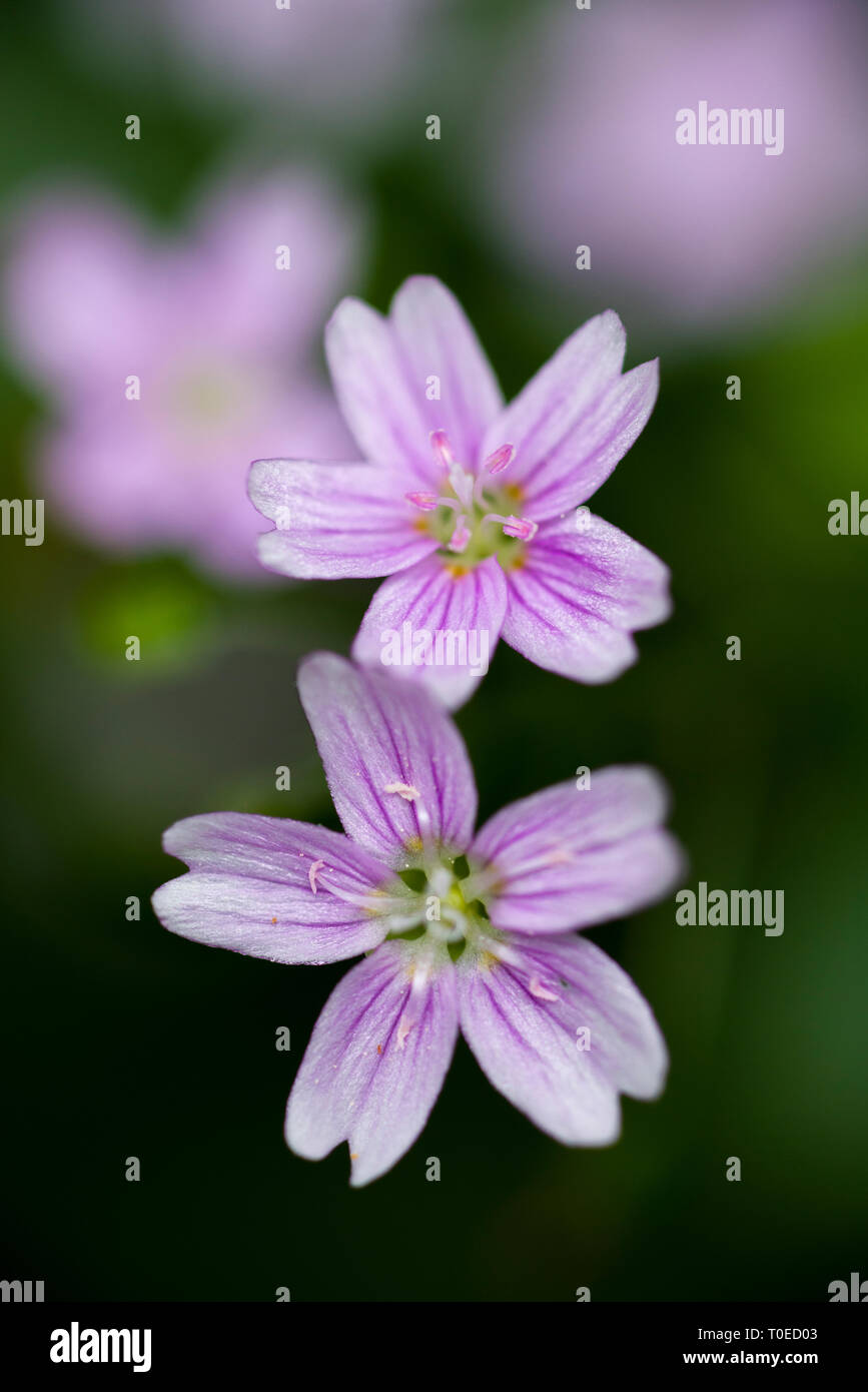 Rosa Portulak (claytonia Pumila) in Wäldern im Südwesten von England. Stockfoto