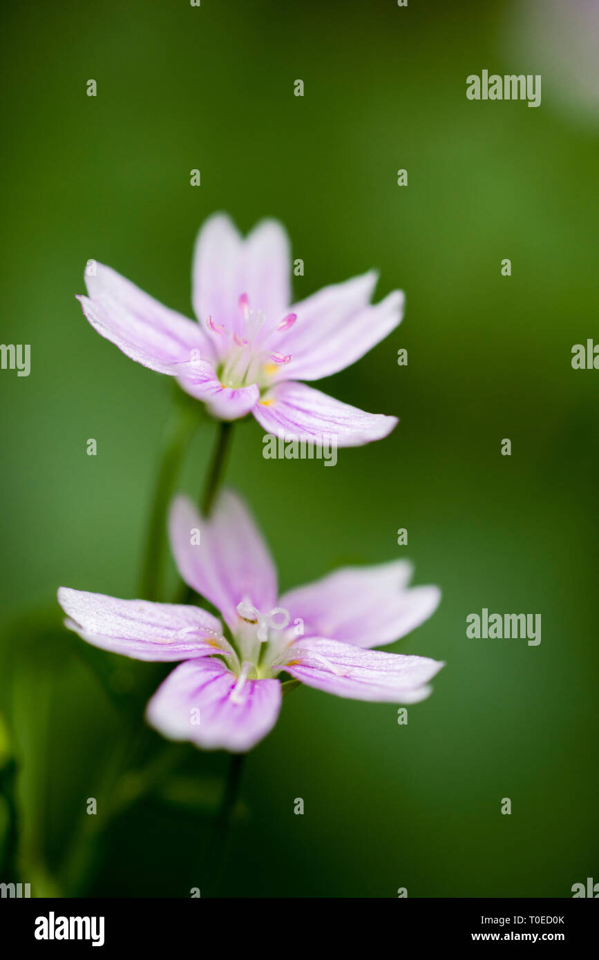 Rosa Portulak (claytonia Pumila) in Wäldern im Südwesten von England. Stockfoto