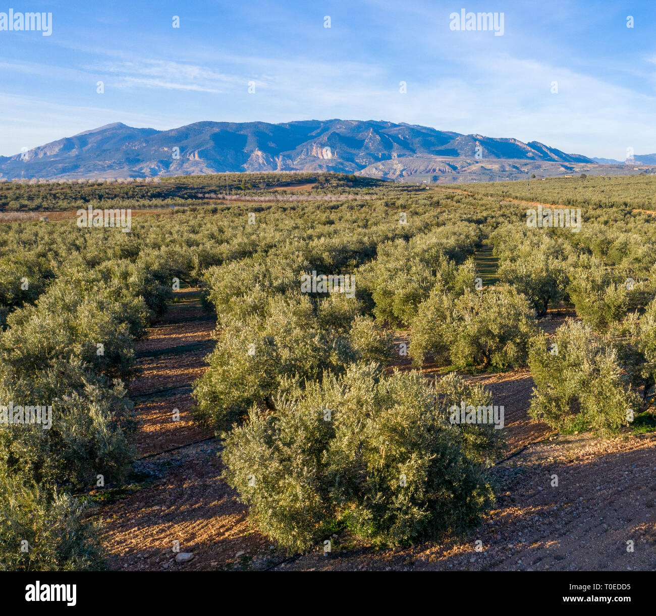 Bild aus der Vogelperspektive wie mediterrane Oliven Landschaft mit Feldern voller Landwirtschaft Bäume, Berge im Hintergrund blauer Himmel l Stockfoto