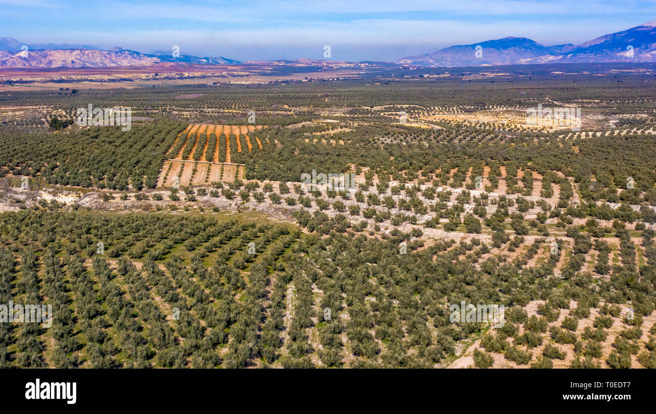Luftaufnahme von mediterrane Oliven Landschaft mit Feldern voller Landwirtschaft Bäume, Berge im Hintergrund blauer Himmel für das Kopieren von Speicherplatz Stockfoto