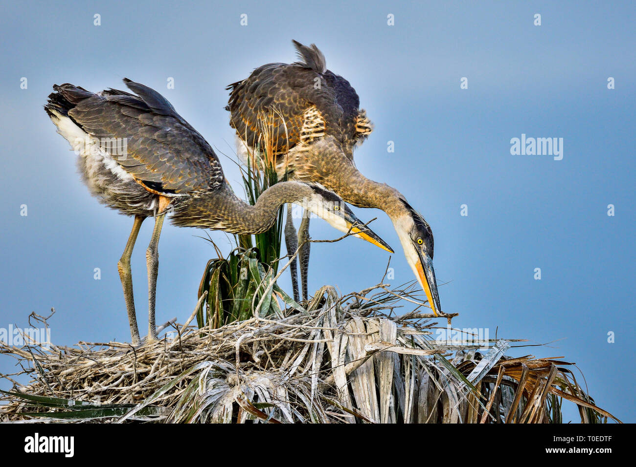 Great Blue Heron Knaben tun nest Verbesserung Zuordnung zusammen. Stockfoto