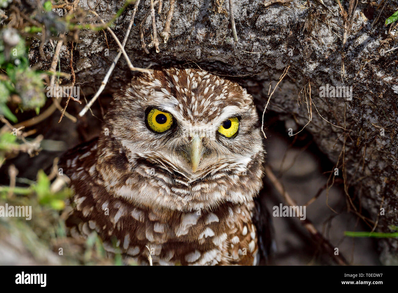 Grabende owl Sucht bedeuten, während das Nest. Stockfoto