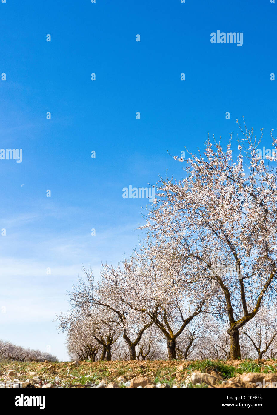 Vertikale Bild eines führenden Linie der hübschen Mandelbäume blühen Schuß für Kopie Raum mit einem blauen Himmel im Hintergrund vom Boden genommen Stockfoto