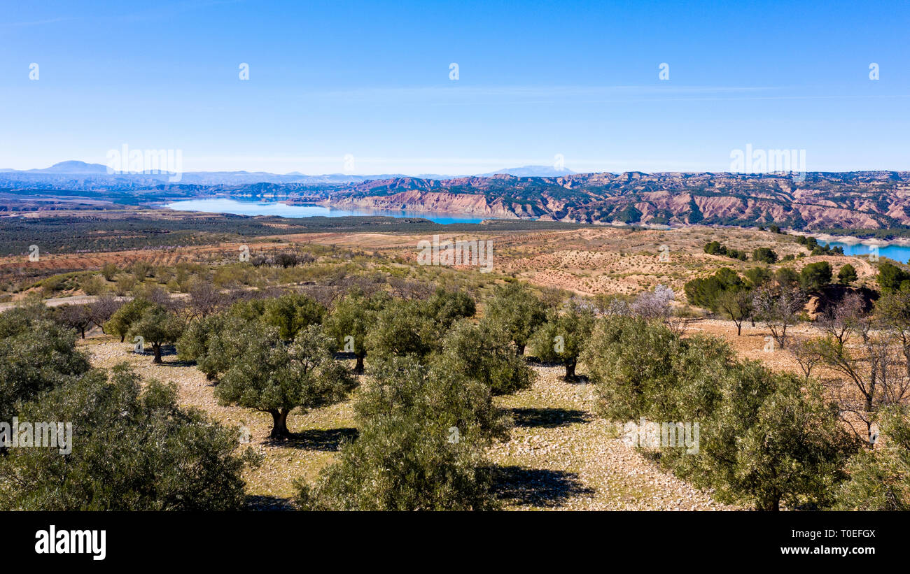 Luftaufnahme von mediterrane Oliven an einem Stausee, Landschaft mit Feldern voller Landwirtschaft Bäume einschließlich Mandeln, Berg Stockfoto