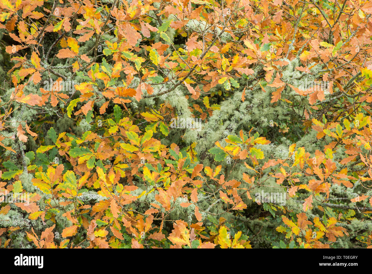 Blätter im Herbst und Flechten, Birks Aberfeldy Perthshire, Schottland, Großbritannien Stockfoto