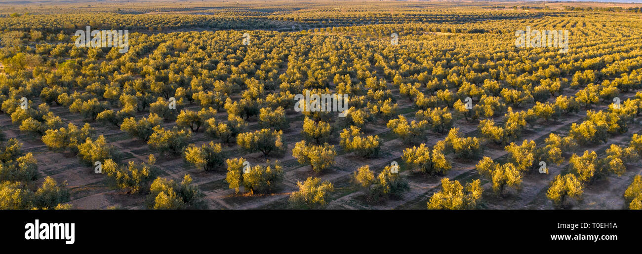 Reihen von Olivenbäumen Schuß von oben in die untergehende Sonne ideal für einen Header, Stockfoto
