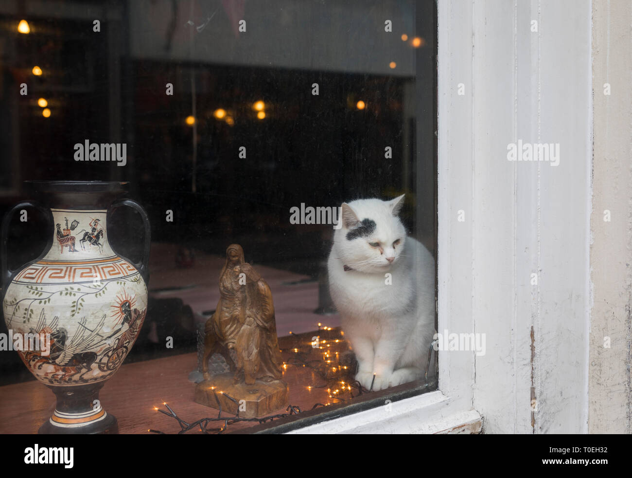 Katze, die vor einem Schaufenster in einem Antiquitätengeschäft in den Niederlanden schaut Stockfoto