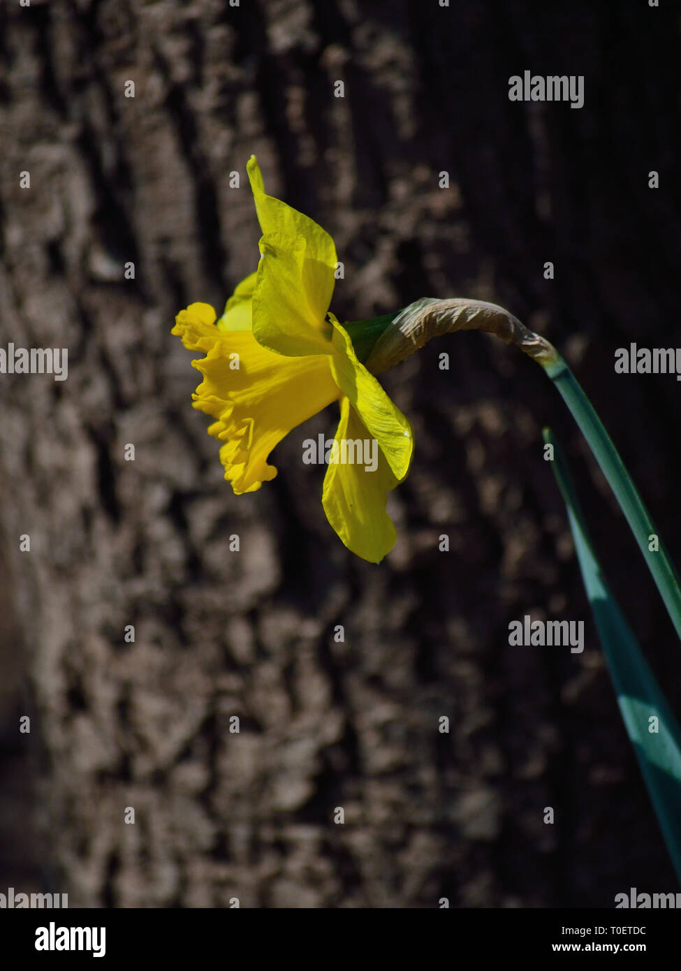 Eine Narzissenblume, Narzissus pseudonarcissus Stockfoto