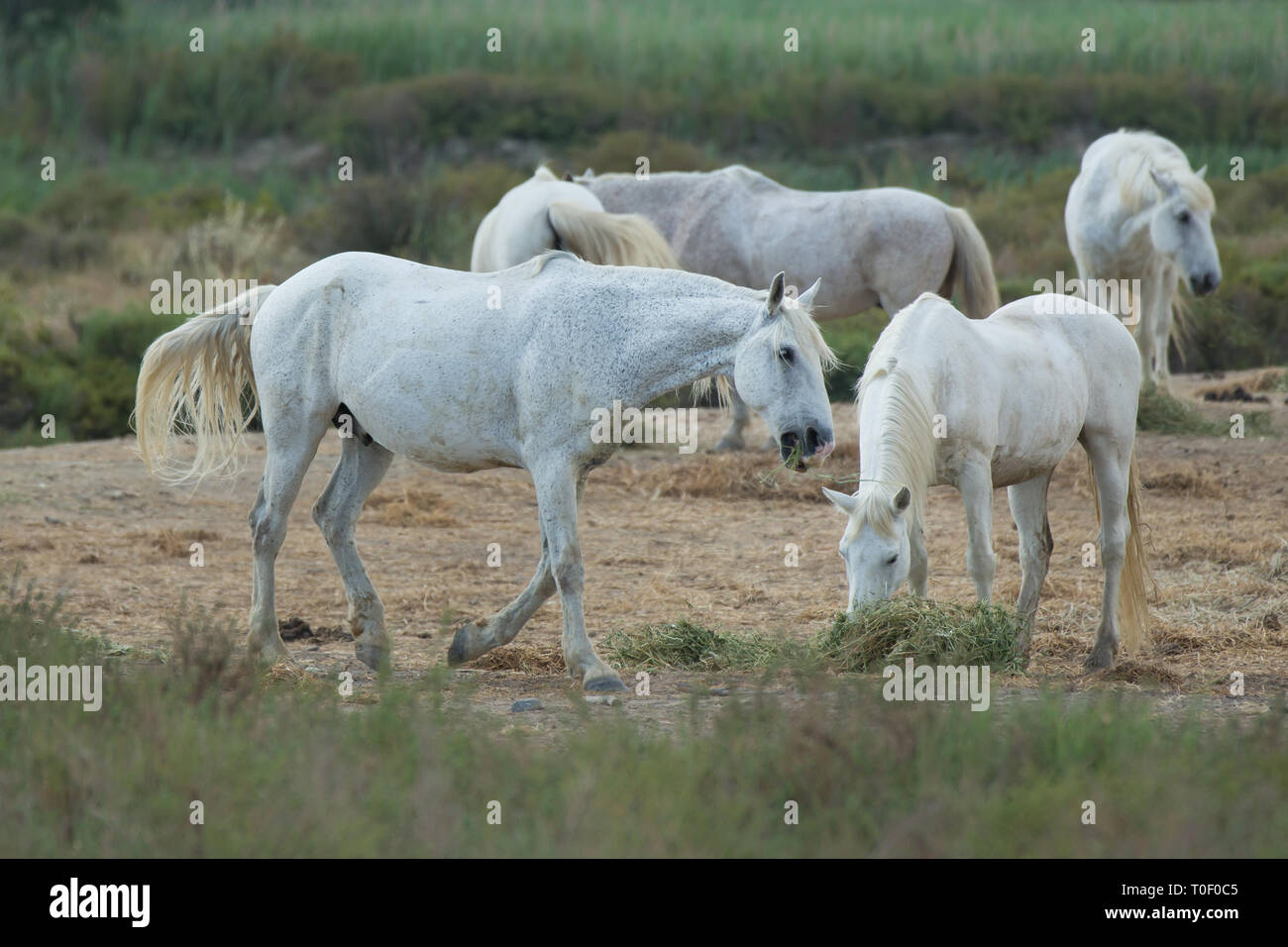 Weiße Camargue Pferde grasen. Die weißen Camargue-pferde sind das Symbol der Camargue, der Provence, Bouches-du-Rhône, Frankreich Stockfoto