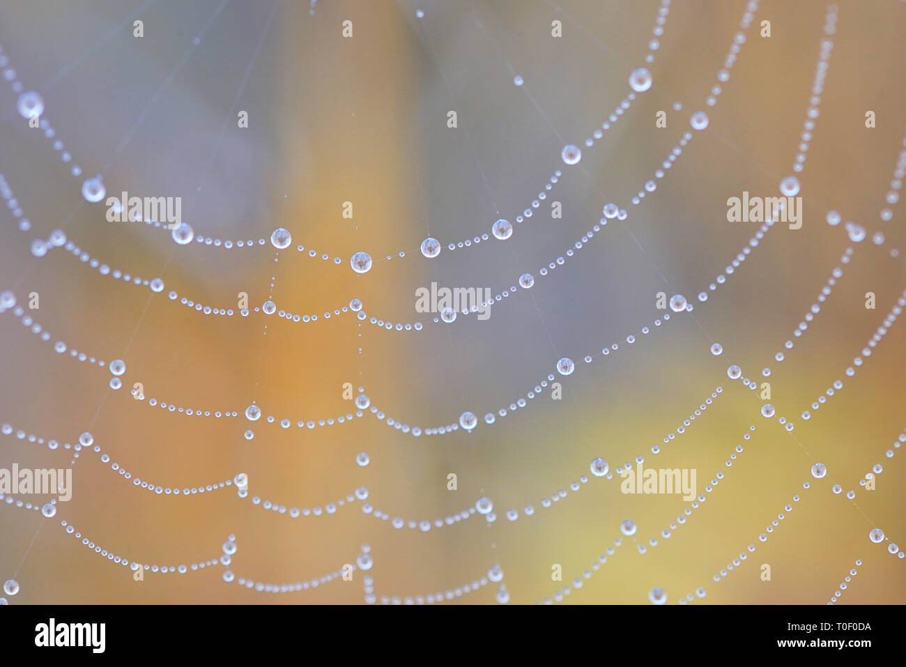 Spiderweb closeup und Tautropfen im Wald Stockfoto