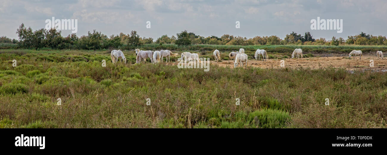 Weiße Camargue Pferde grasen auf der Weide. Camargue Pferde in der Landschaft, Provence, Bouches-du-Rhône, Frankreich Stockfoto