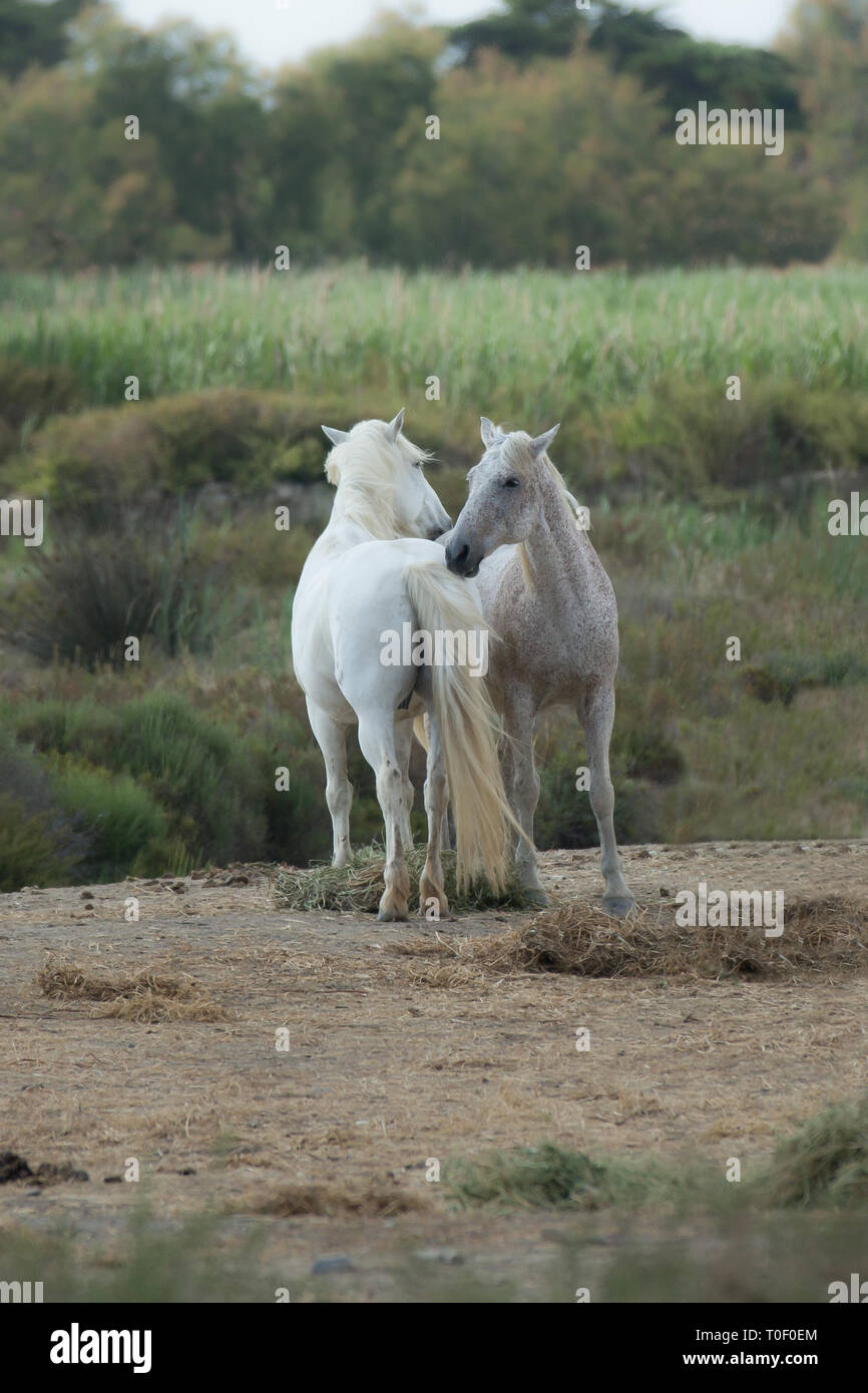 Die weißen Pferde der Camargue. Camargue Pferde - Equus ferus caballus, Provence, Bouches-du-Rhône, Frankreich Stockfoto
