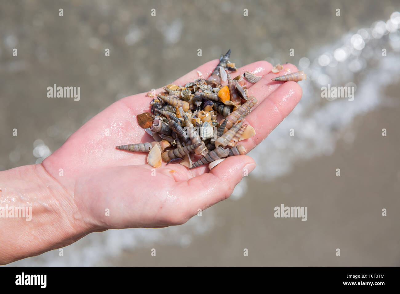 Handvoll Muscheln aus dem Meer. Hand mit Muscheln und Schneckenhäuser, Camargue, Provence, Bouches-du-Rhône, Frankreich Stockfoto