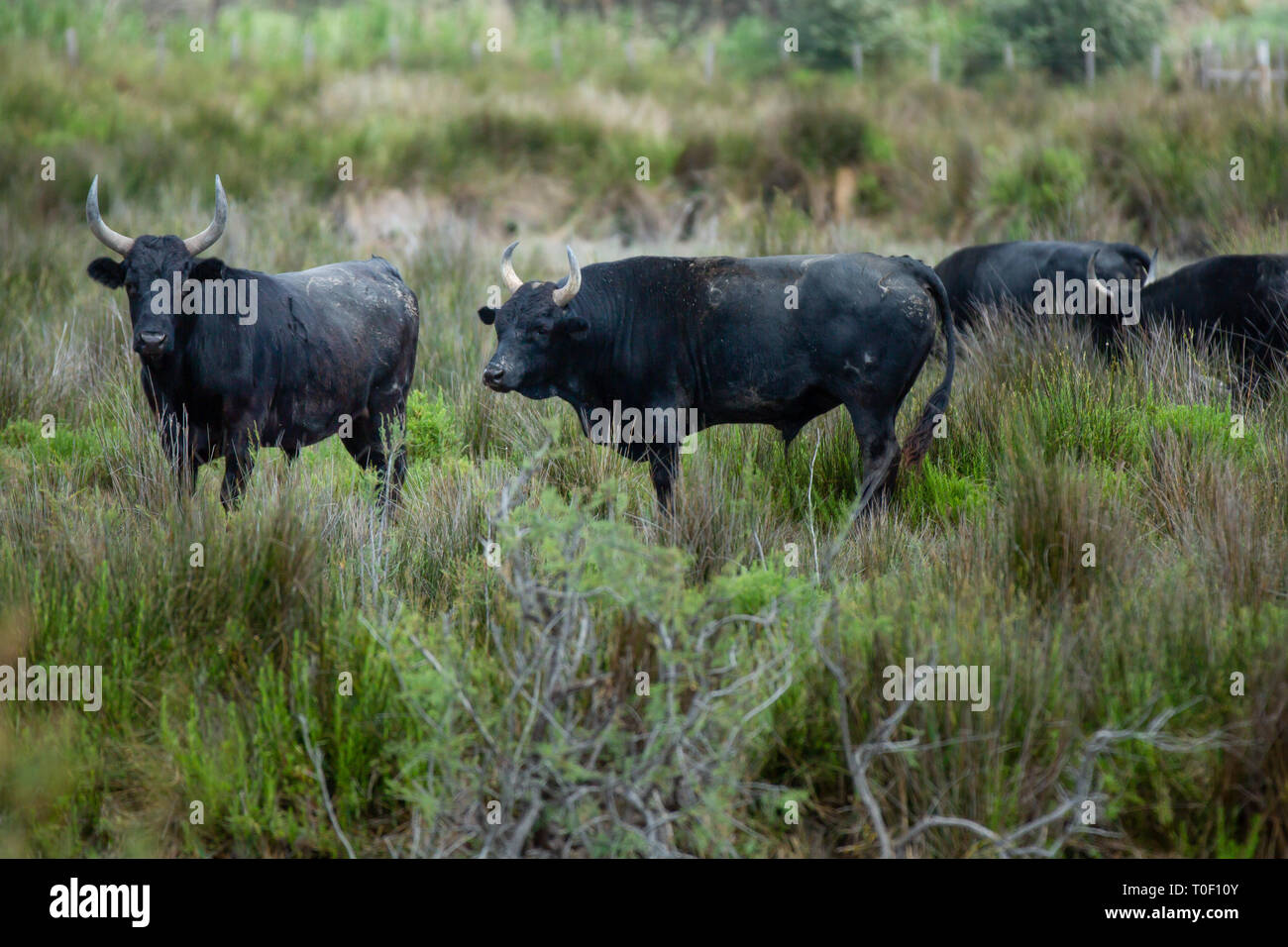 Bullen in der Camargue Naturpark. Die Stiere der Camargue sind nicht im Stierkampf, Provence, Bouches-du-Rhône, Frankreich getötet Stockfoto