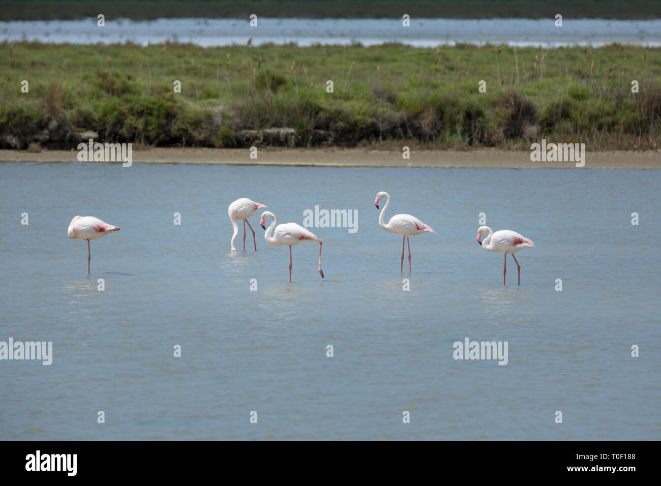 Flamingos in der Camargue. Naturpark der Camargue - rosa Flamingos in den See Étang de Vaccarès, Provence, Bouches-du-Rhône, Frankreich Stockfoto
