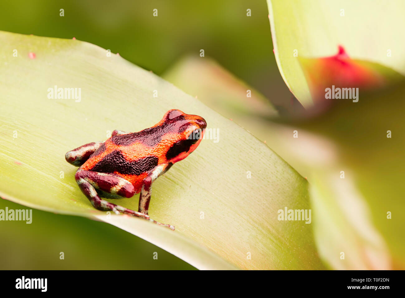 Poison dart Frog auf bromelien im tropischen Regenwald von Panama Stockfoto