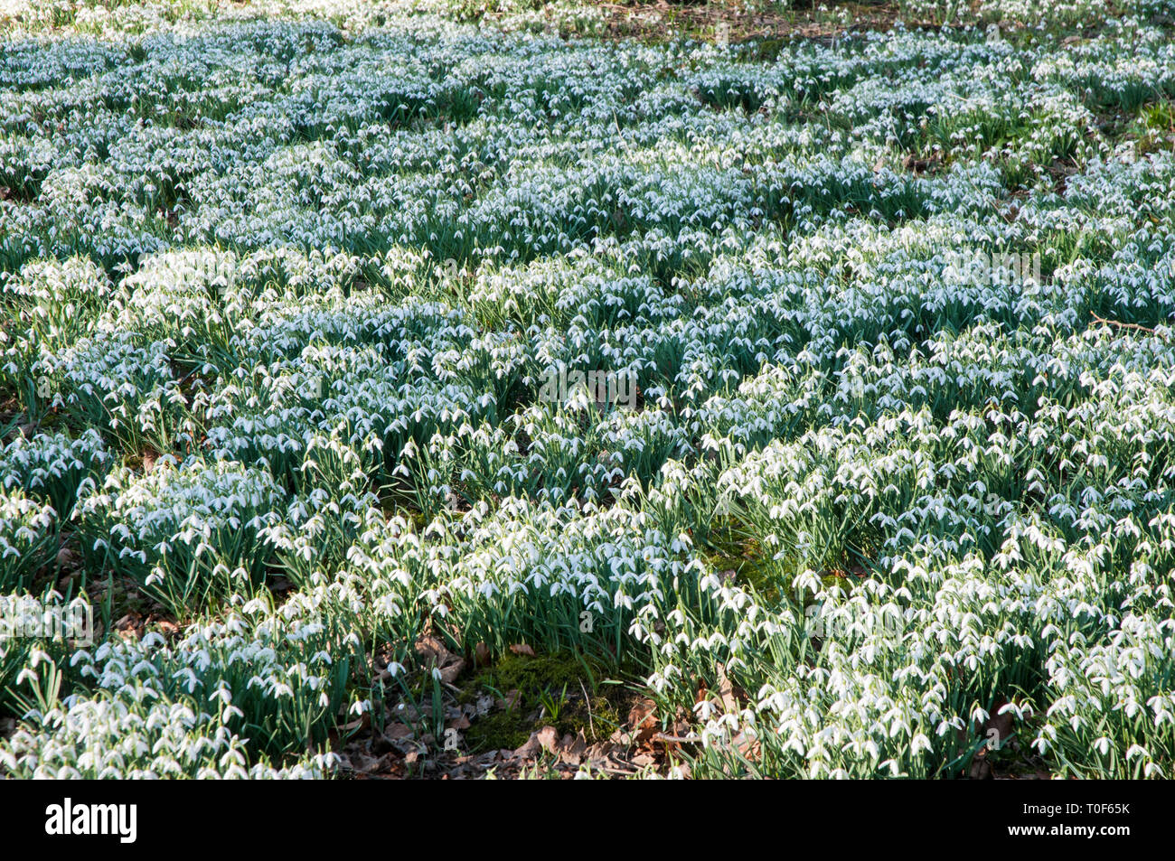 Schneeglöckchen Galanthus in Wäldern im späten Winter Frühjahr bei Lytham Halle Lytham St Annes Lancashire England UK. Mehrere Millionen in Blüte auf einmal Stockfoto