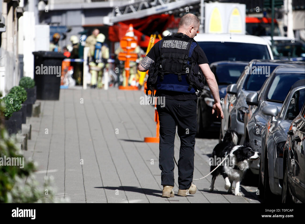 Brüssel, Belgien. 19. März 2019. Ein Polizist mit einem Sniffer hund Suche um ein Fahrzeug während einer Bombendrohung in einem Gebäude in der Nähe der europäischen Institutionen. Credit: ALEXANDROS MICHAILIDIS/Alamy leben Nachrichten Stockfoto