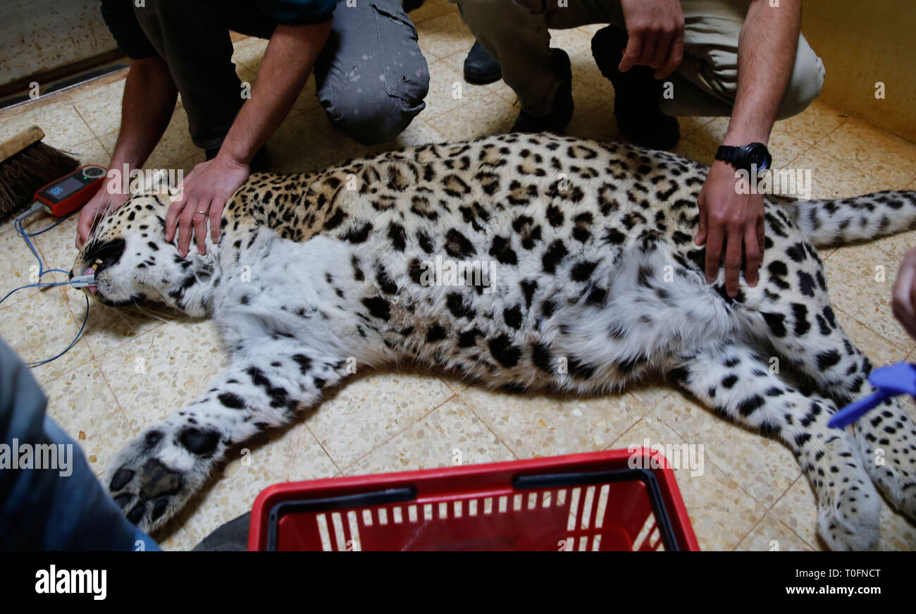 (190320) - Jerusalem, 20. März 2019 (Xinhua) - ein Persischer Leopard namens Ashur erhält eine Ultraschall Untersuchung im Jerusalem biblischen Zoo in Jerusalem, am 18. März 2019. Ashur wurde vor 13 Jahren in Jerusalem von einem Zoo in Budapest, Ungarn gebracht. (Xinhua / Gil Cohen Magen) Stockfoto