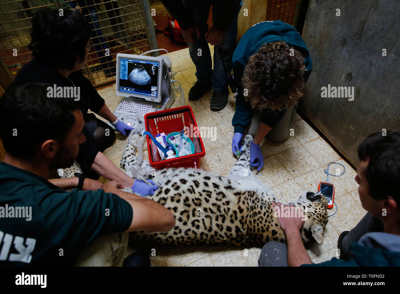 (190320) - Jerusalem, 20. März 2019 (Xinhua) - ein Persischer Leopard namens Ashur erhält eine Ultraschall Untersuchung im Jerusalem biblischen Zoo in Jerusalem, am 18. März 2019. Ashur wurde vor 13 Jahren in Jerusalem von einem Zoo in Budapest, Ungarn gebracht. (Xinhua / Gil Cohen Magen) Stockfoto