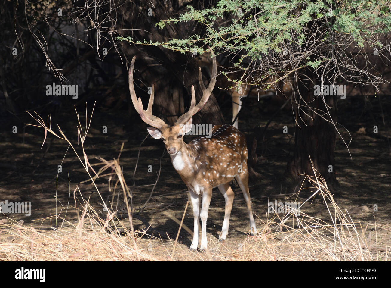 Achse Spotted Deer/Chital Rotwild posing seinen besten Schuß im Dschungel Safari bei Oll Gir Wildlife Sanctuary, Gujarat, Indien zu geben Stockfoto