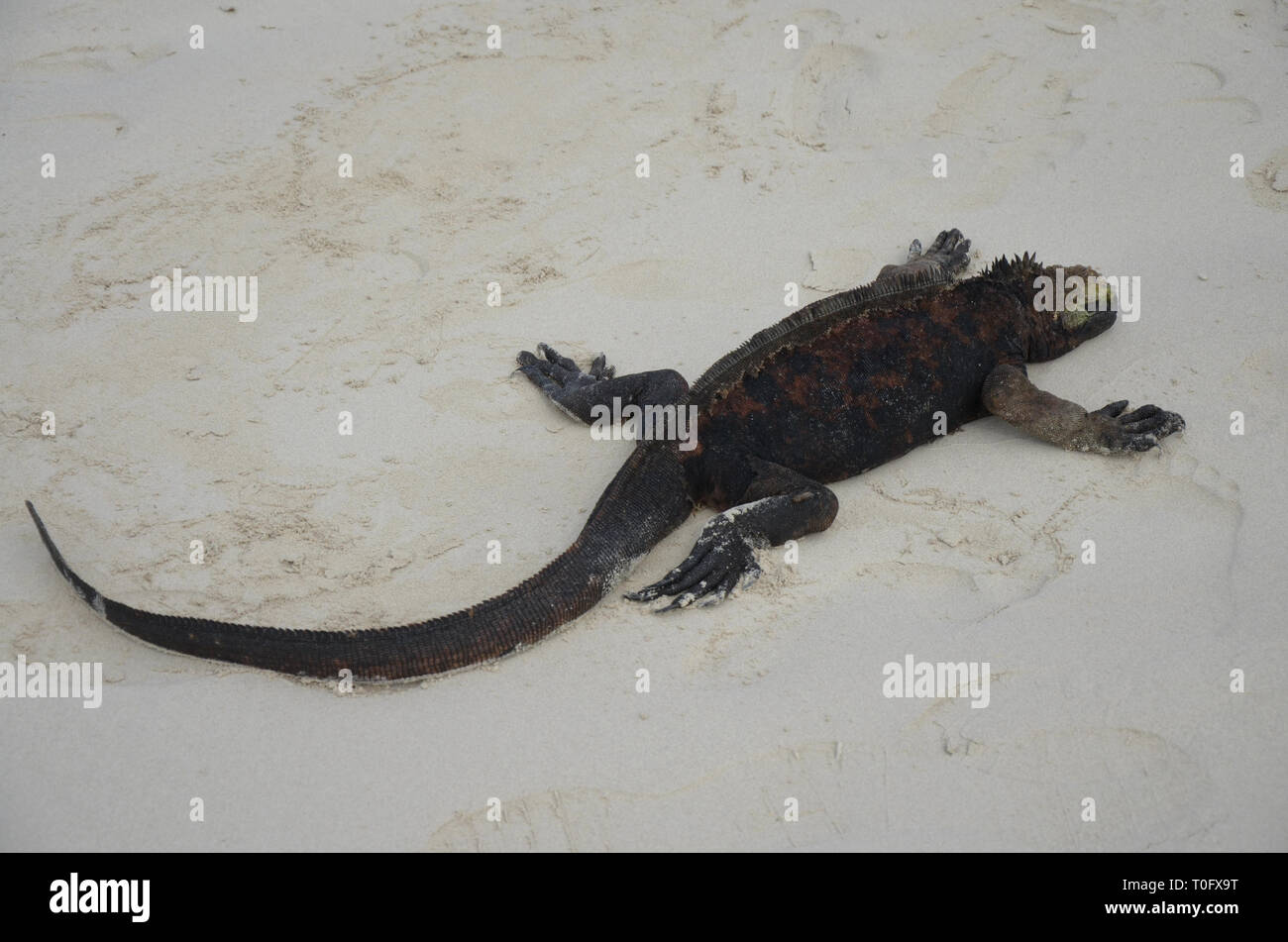 Leguan Galapagos Tortuga Bay Stockfoto