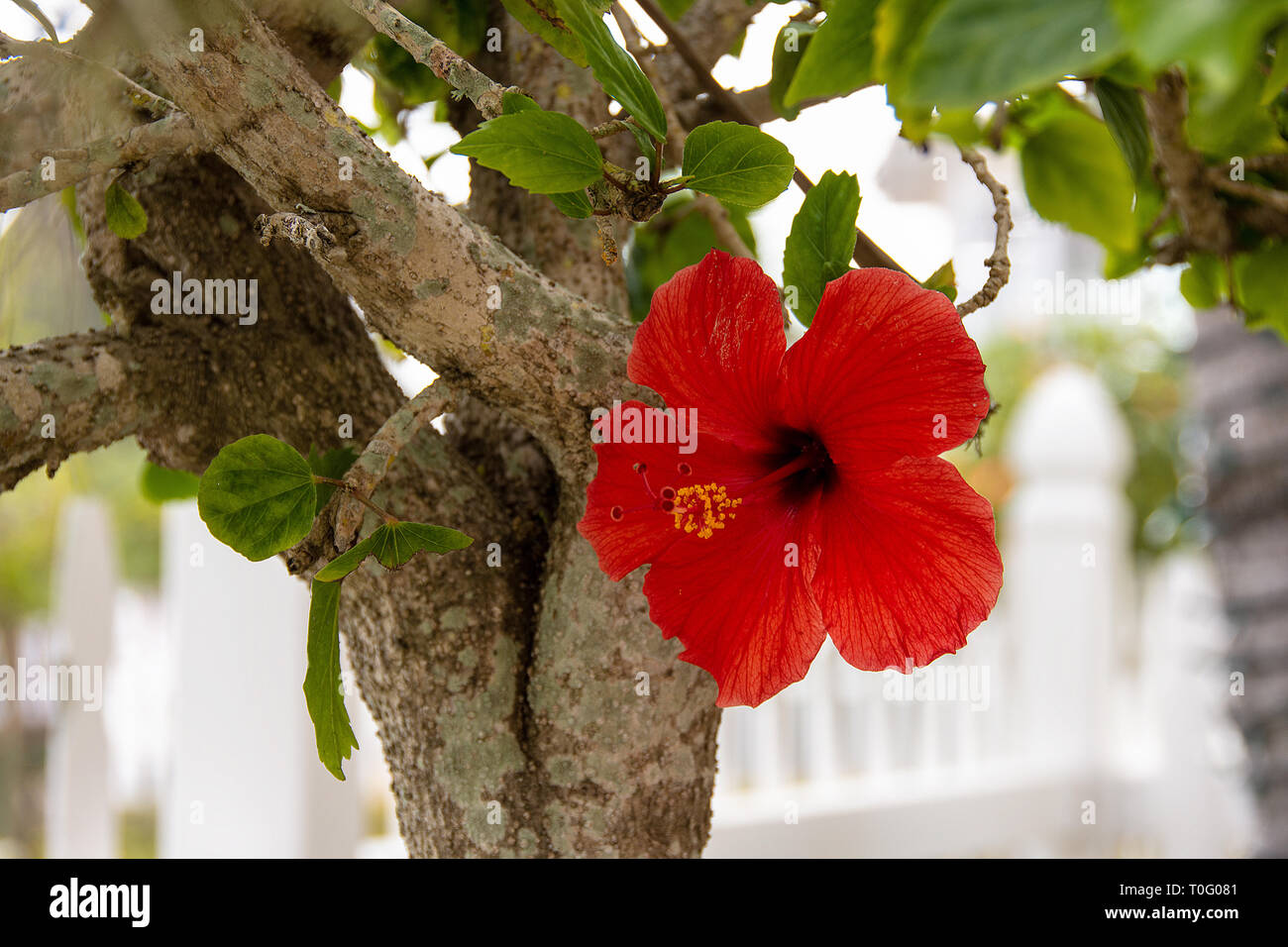 Red Hibiscus Blüten am Baum Stockfoto