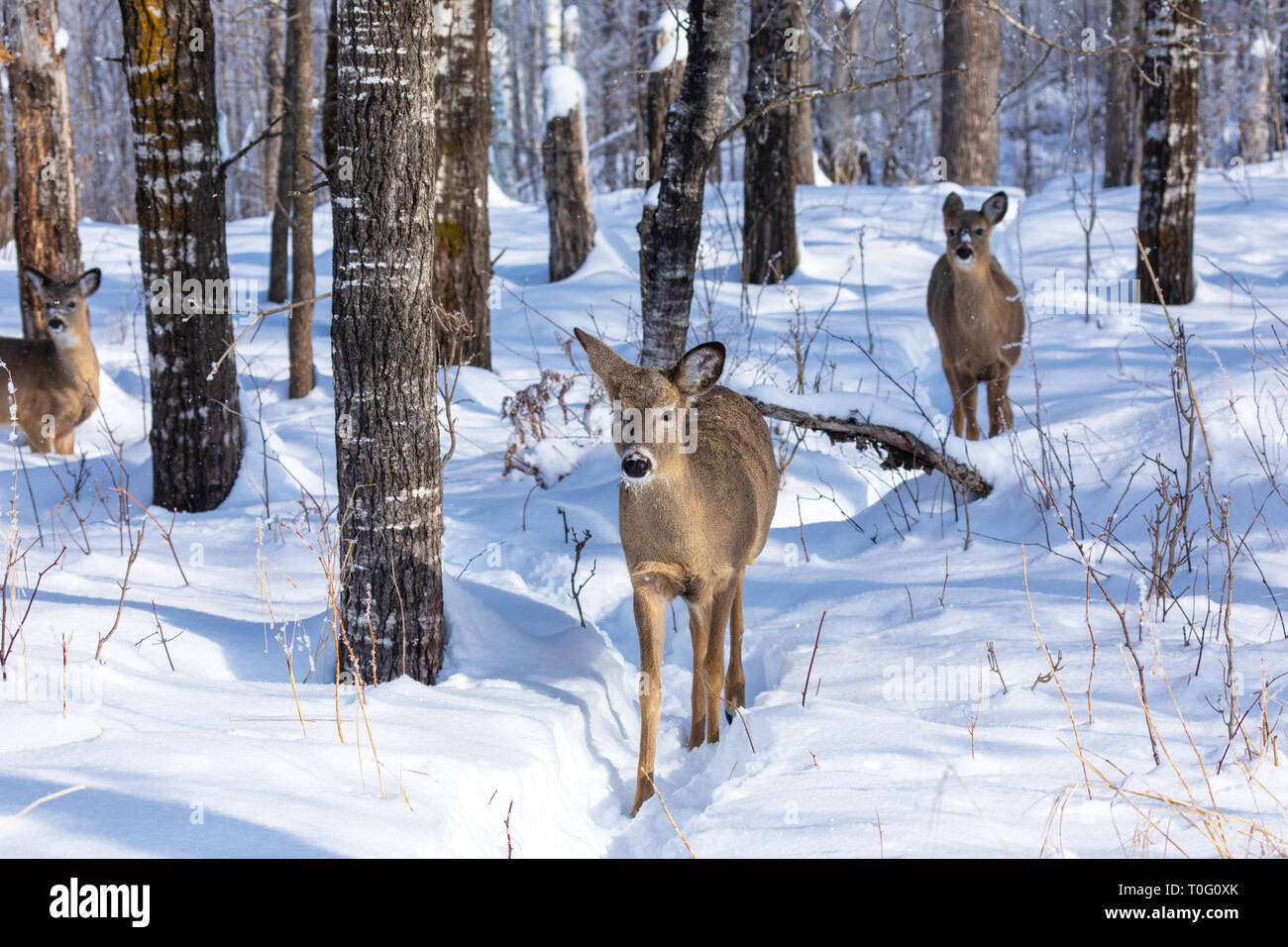 Weißwedelhirsche im Winter Wald im Norden von Wisconsin. Stockfoto