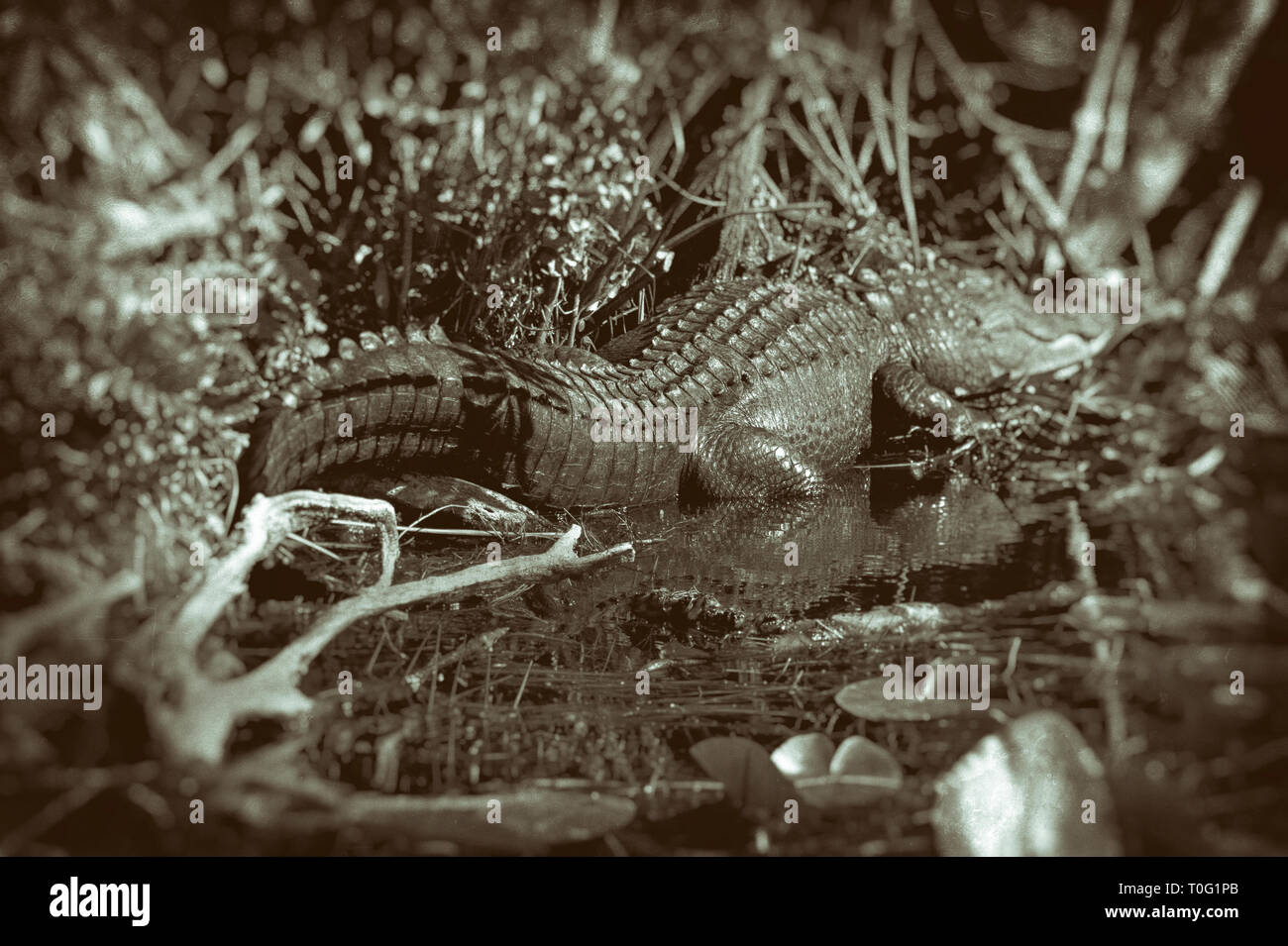 Amerikanischer Alligator in Big Cypress natürliche Preserve in Florida Stockfoto