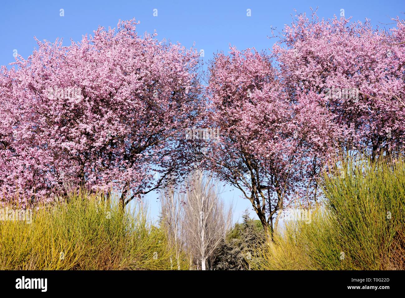 Die Bäume blühen, Bäume ohne Blüten und Blätter und Pflanzen Stockfoto