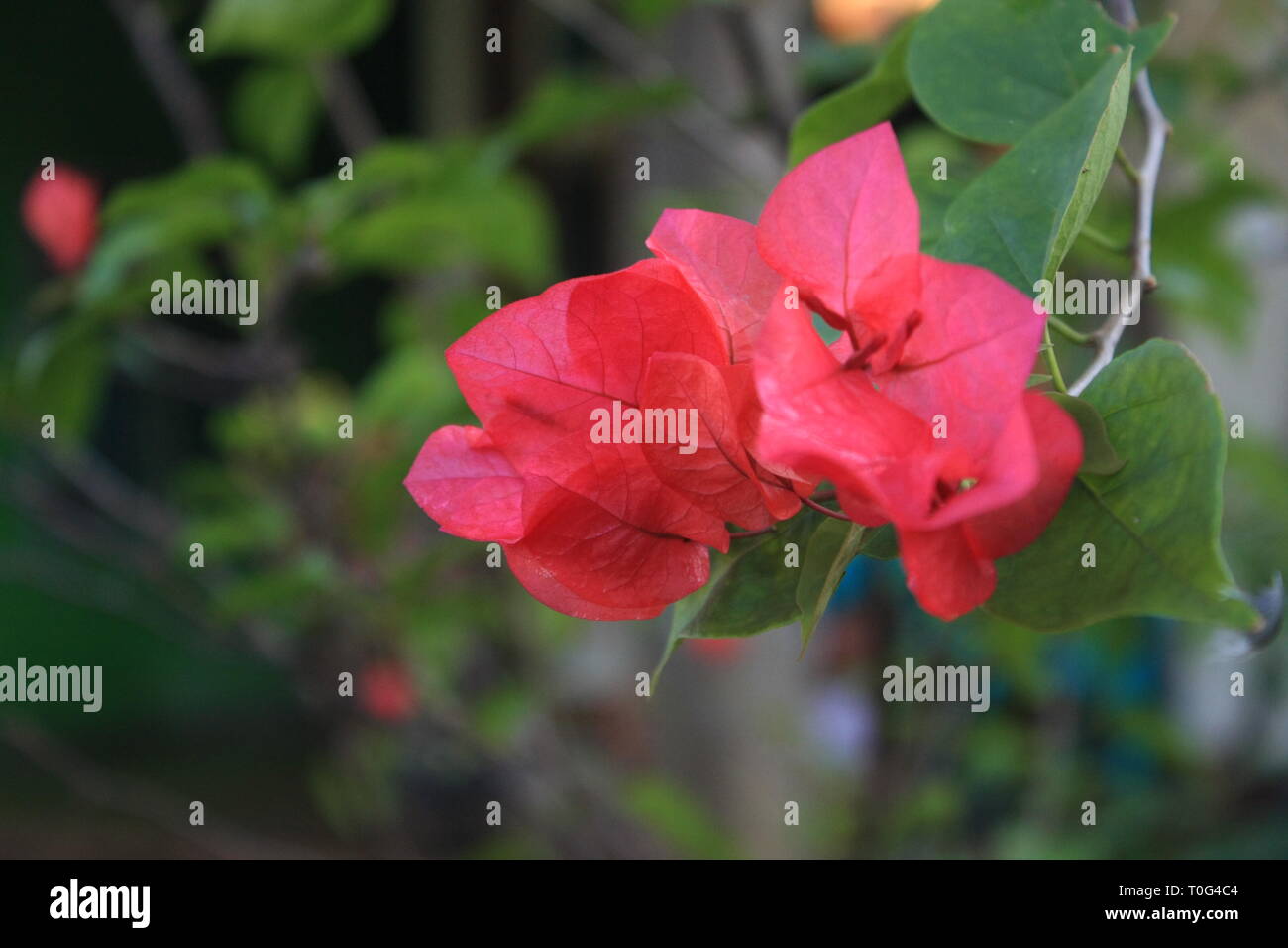 Rosa bougenville Blick wunderschön an der Seite des kleinen Dorfes Stockfoto