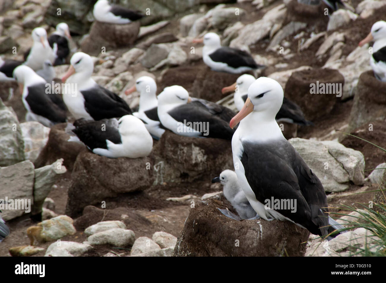 Neue Insel Falklandinseln, Schwarz-braue Albatross mit Jungen im Nest in rookery Stockfoto