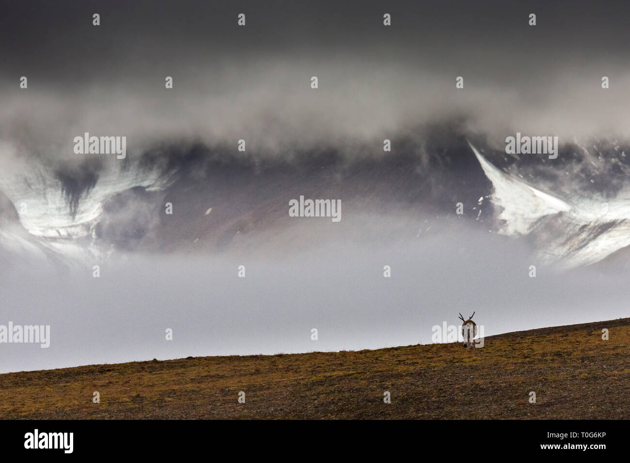 Svalbard Rentier stehend auf der Tundra im Herbst auf Spitzbergen, majestätische Berge mit tief hängenden Wolken, Spitzbergen, Norwegen Stockfoto