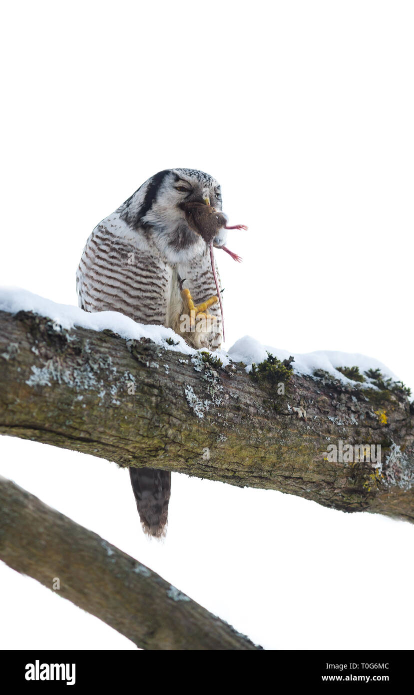 Northern Hawk-owl mit Beute Maus Stockfoto