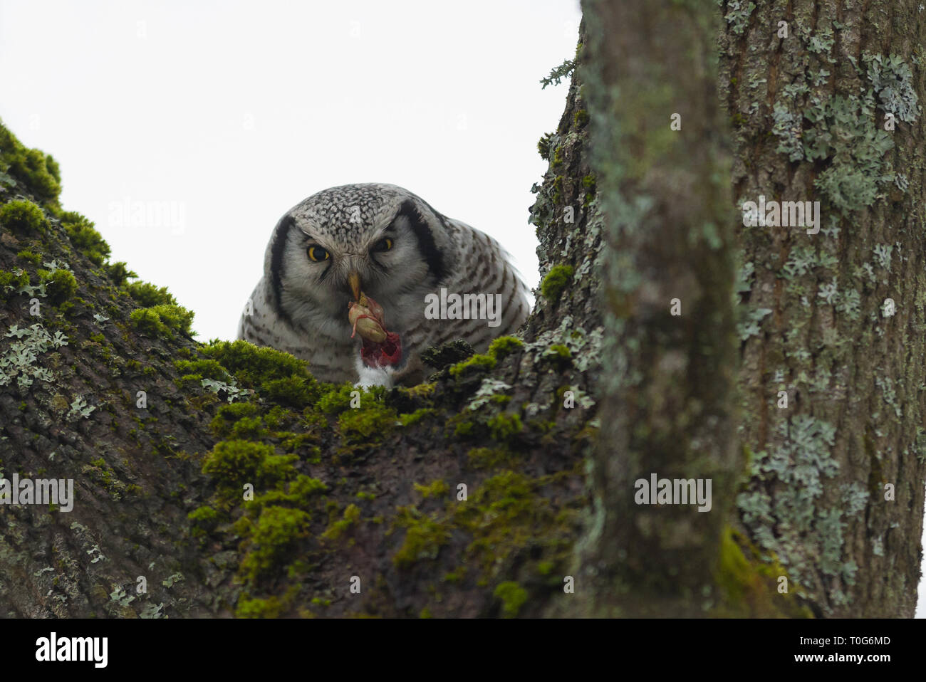 Northern Hawk-owl mit Beute Maus Stockfoto