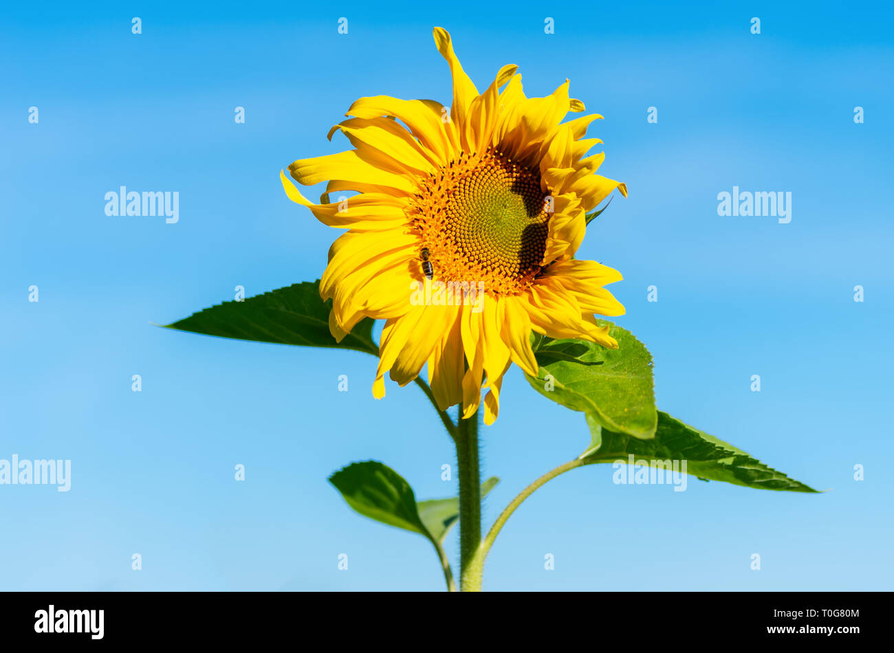 Blühende Sonnenblumen gegen einen blauen Sommerhimmel. Minimalismus. Close-up Stockfoto