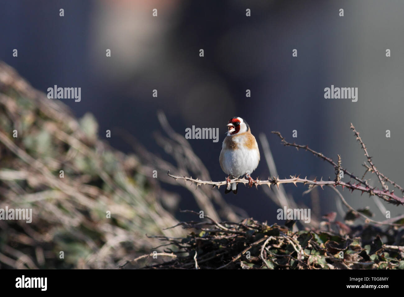 Schöne Songbird, Europäische Stieglitz, Carduelis carduelis, Singen im Herbst Stockfoto