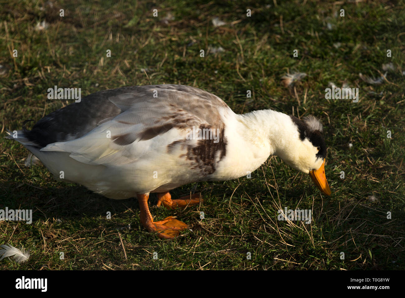 Inländische Enten (Anas platyrhynchos domesticus) Stockfoto