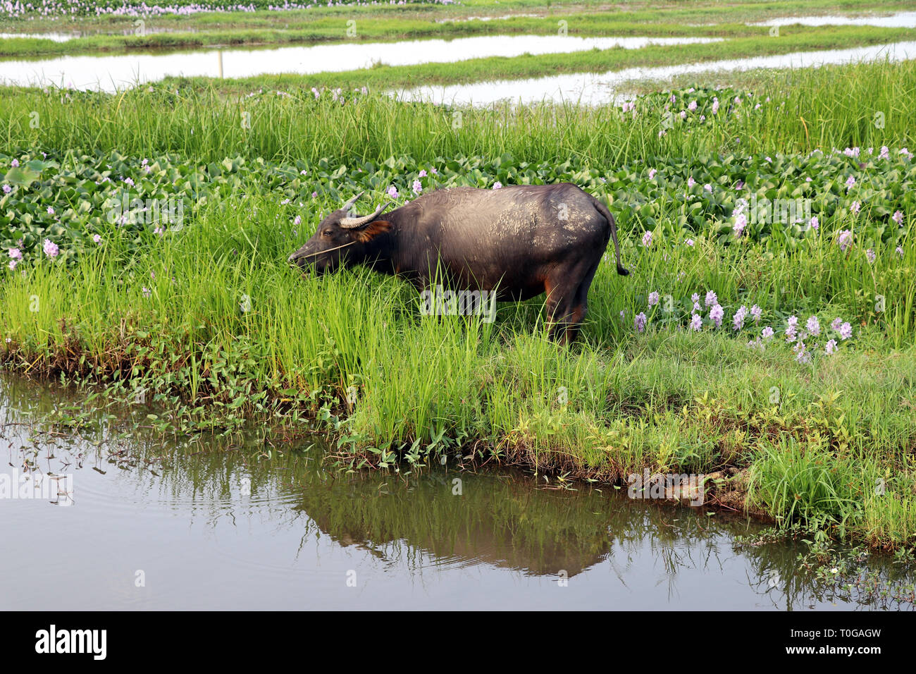 Reisfelder in der Nähe einer mit Wasser Büffel Hoi An - Vietnam Asien Stockfoto