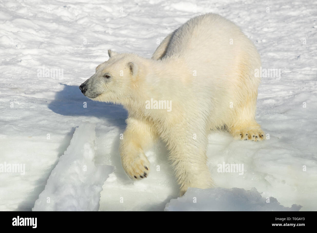 Polar Bear Cub am Meer. Ursus maritimus oder Thalarctos Maritimus. Tiere in der Wildnis. Stockfoto