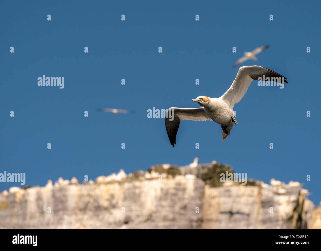 Gannett fliegen hoch über den Skellig Inseln mit den blauen Himmel. Stockfoto