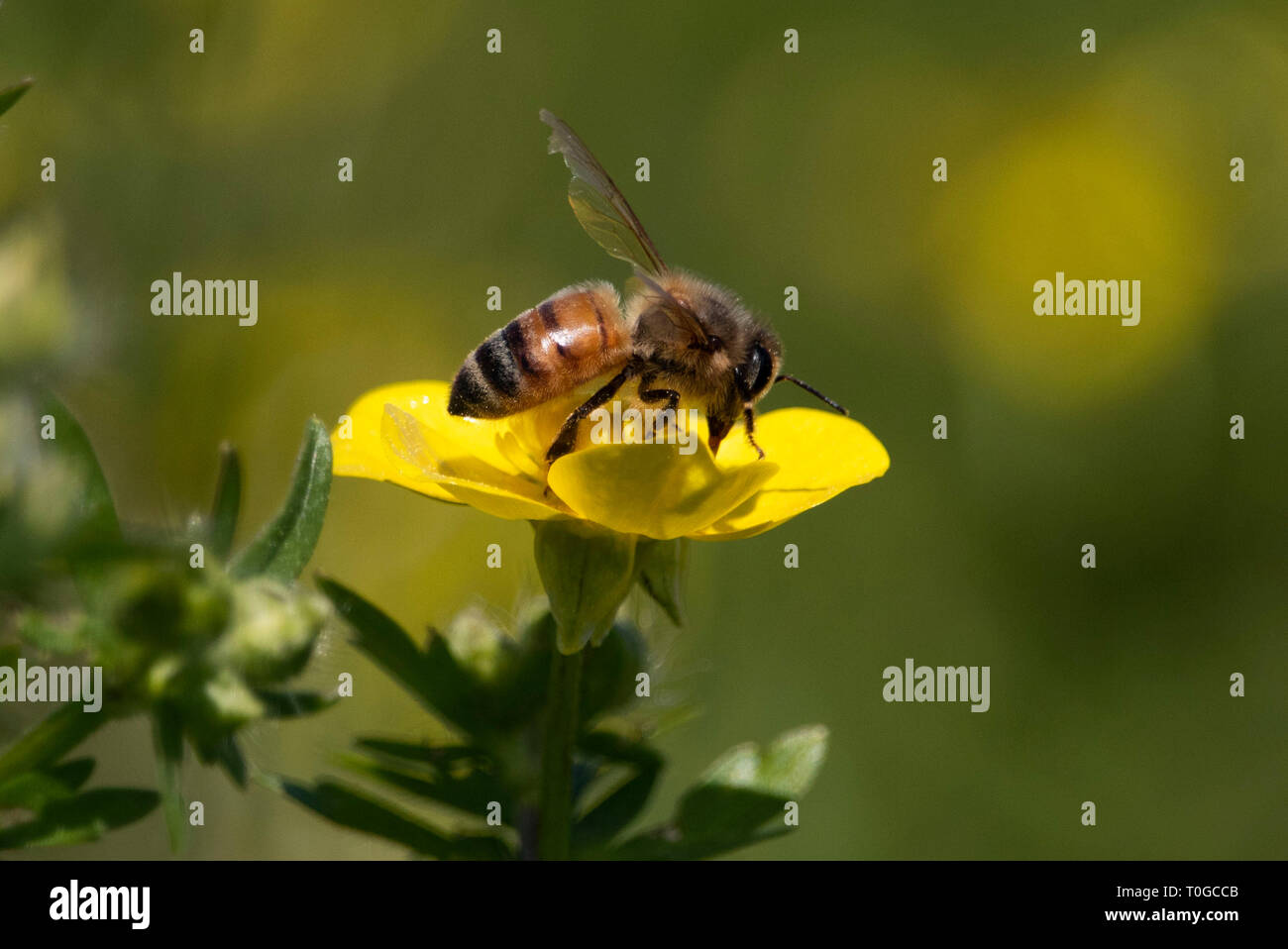 Louisiana Natur Stockfoto