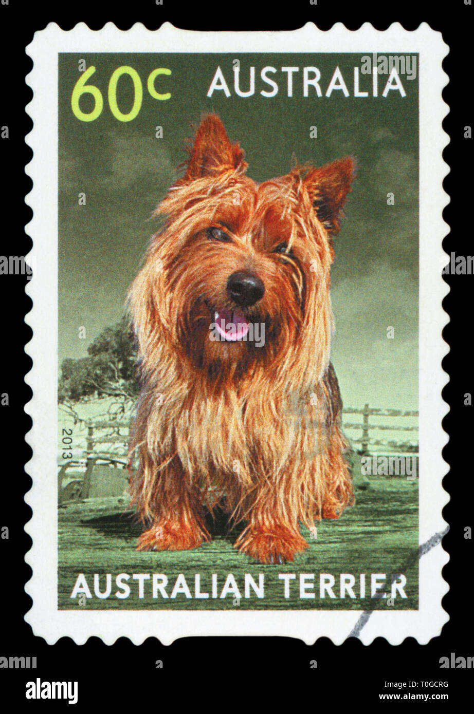 Australien - ca. 2013: einen Stempel in Australien gedruckten zeigt die Australian Terrier, ca. 2013. Stockfoto